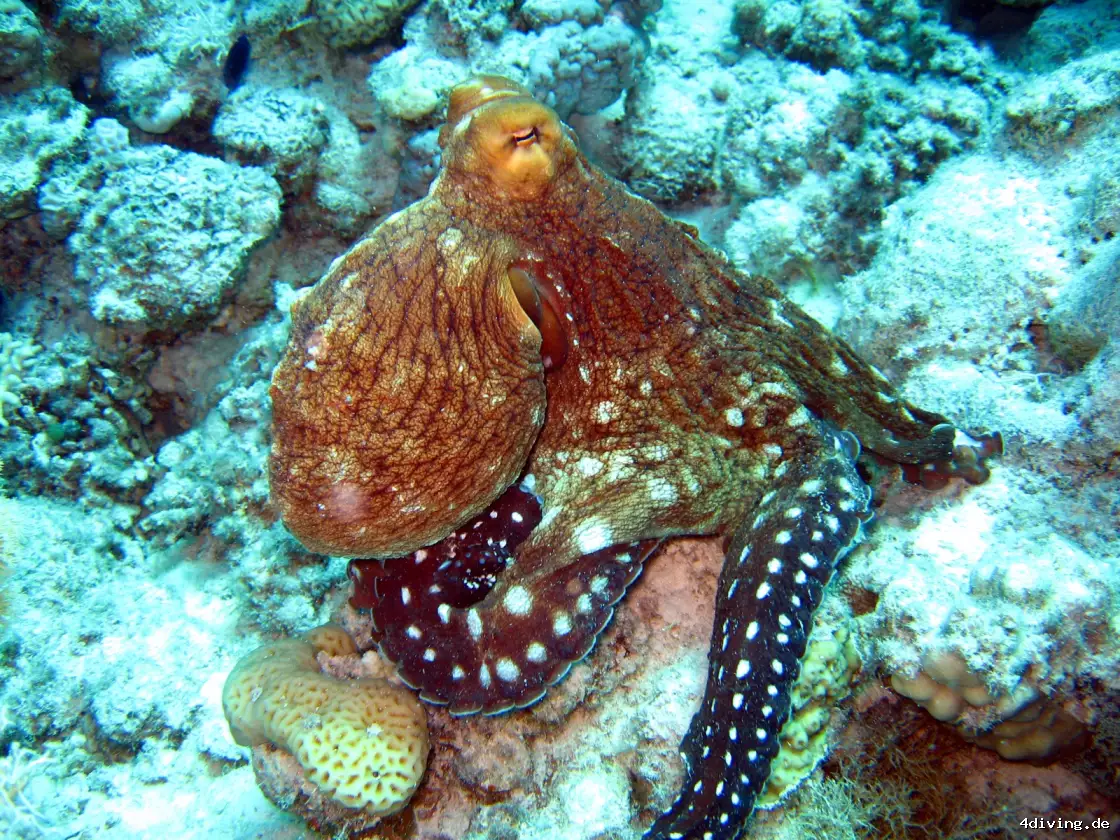 Tauchfoto el-gouna-03