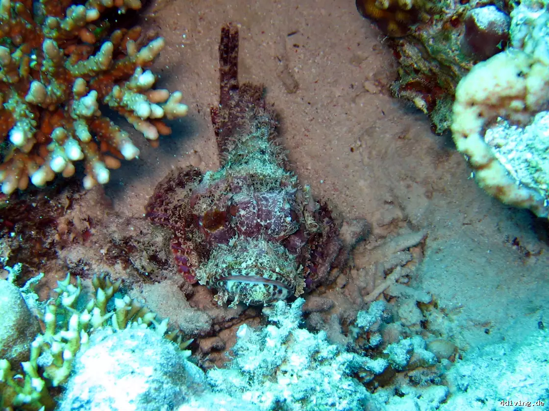 Tauchfoto el-gouna-06