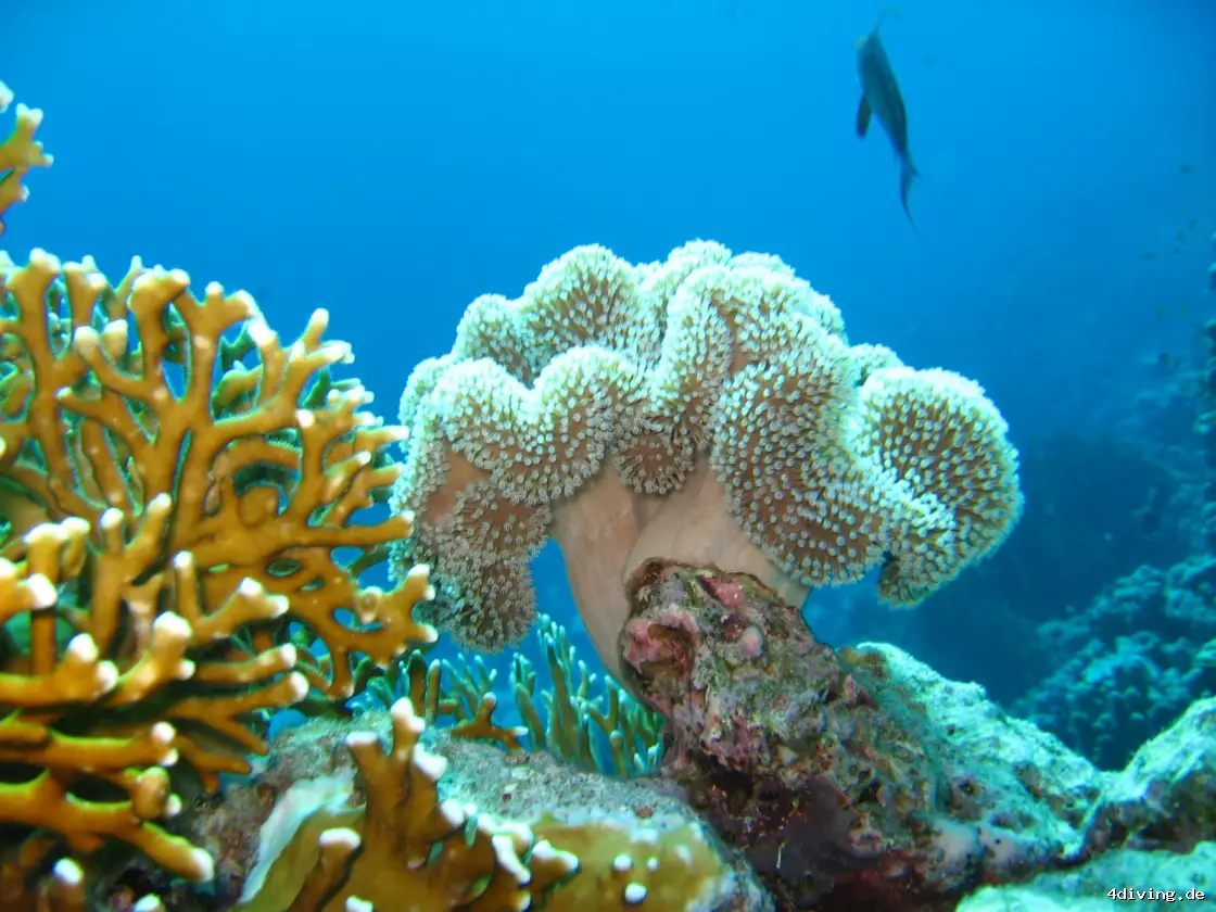 Tauchfoto el-gouna-07