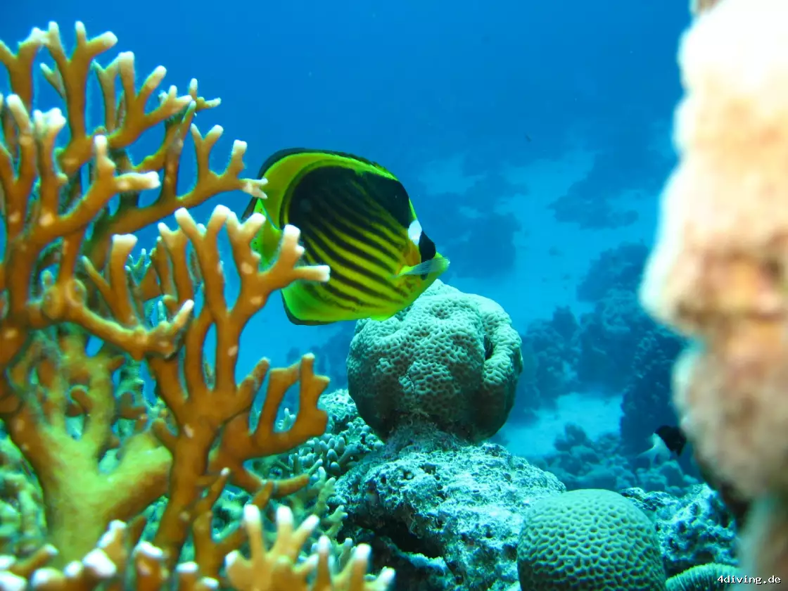 Tauchfoto el-gouna-08