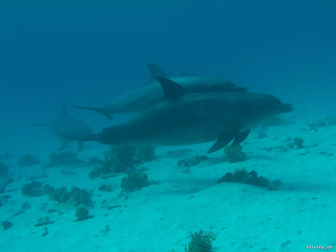 Tauchfoto el-gouna-10