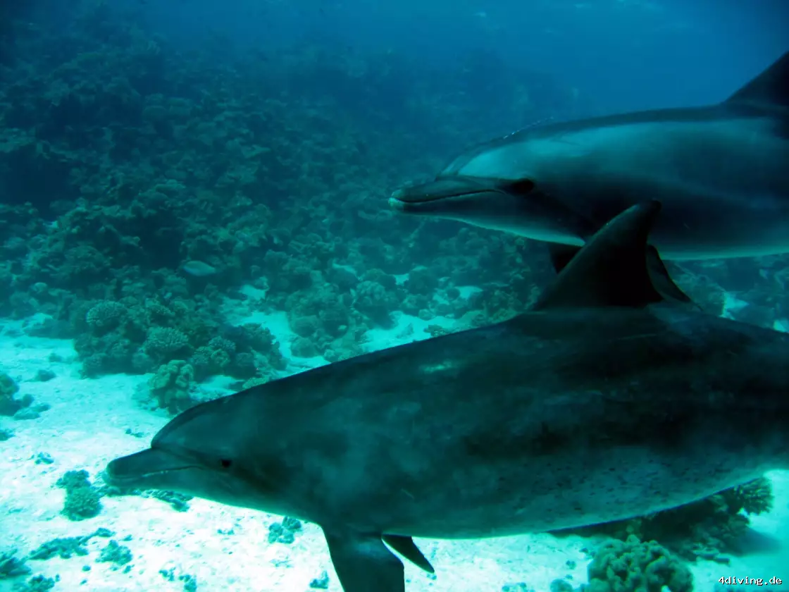 Tauchfoto el-gouna-11