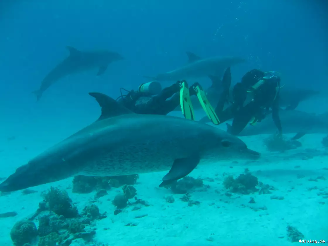 Tauchfoto el-gouna-12