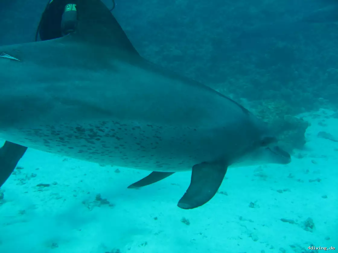 Tauchfoto el-gouna-13