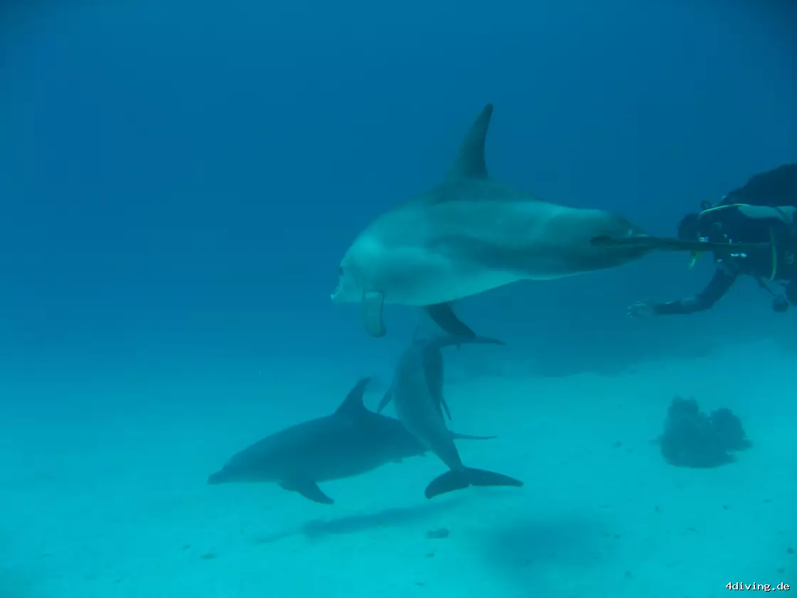 Tauchfoto el-gouna-14