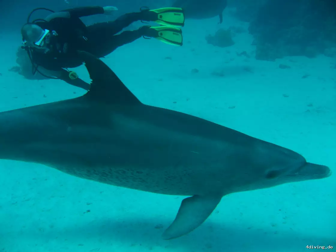 Tauchfoto el-gouna-15