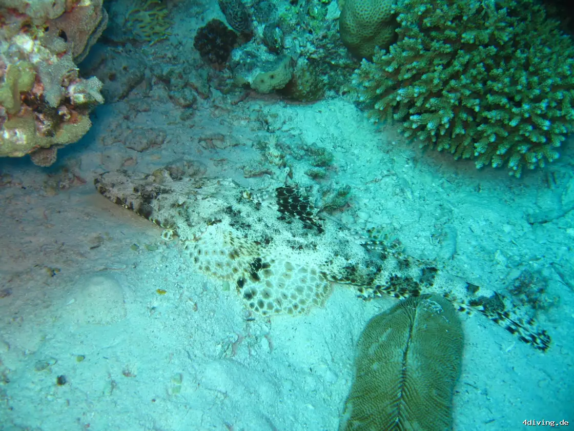 Tauchfoto el-gouna-17