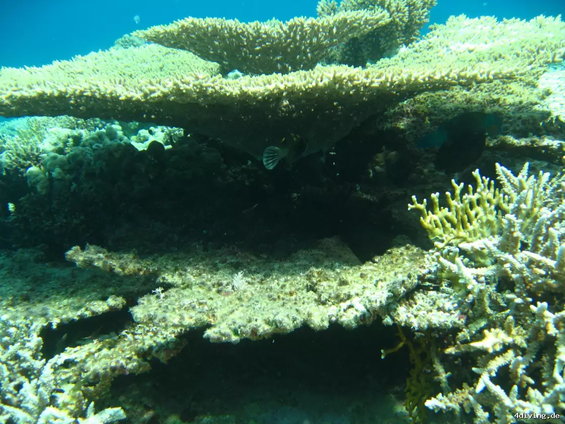 Tauchfoto el-gouna-19