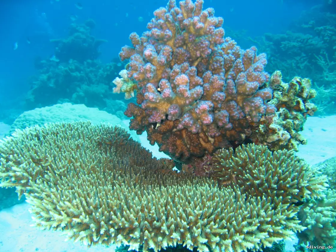 Tauchfoto el-gouna-20