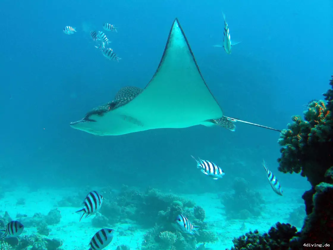 Tauchfoto el-gouna-21