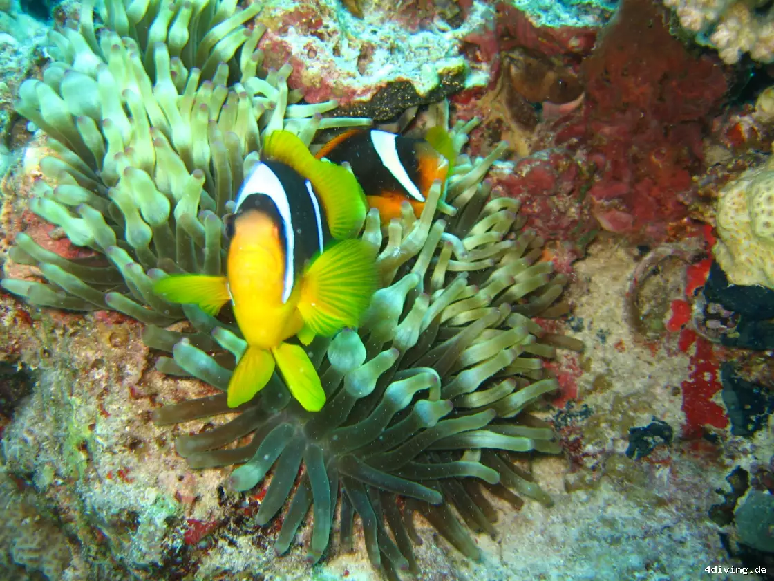 Tauchfoto el-gouna-22