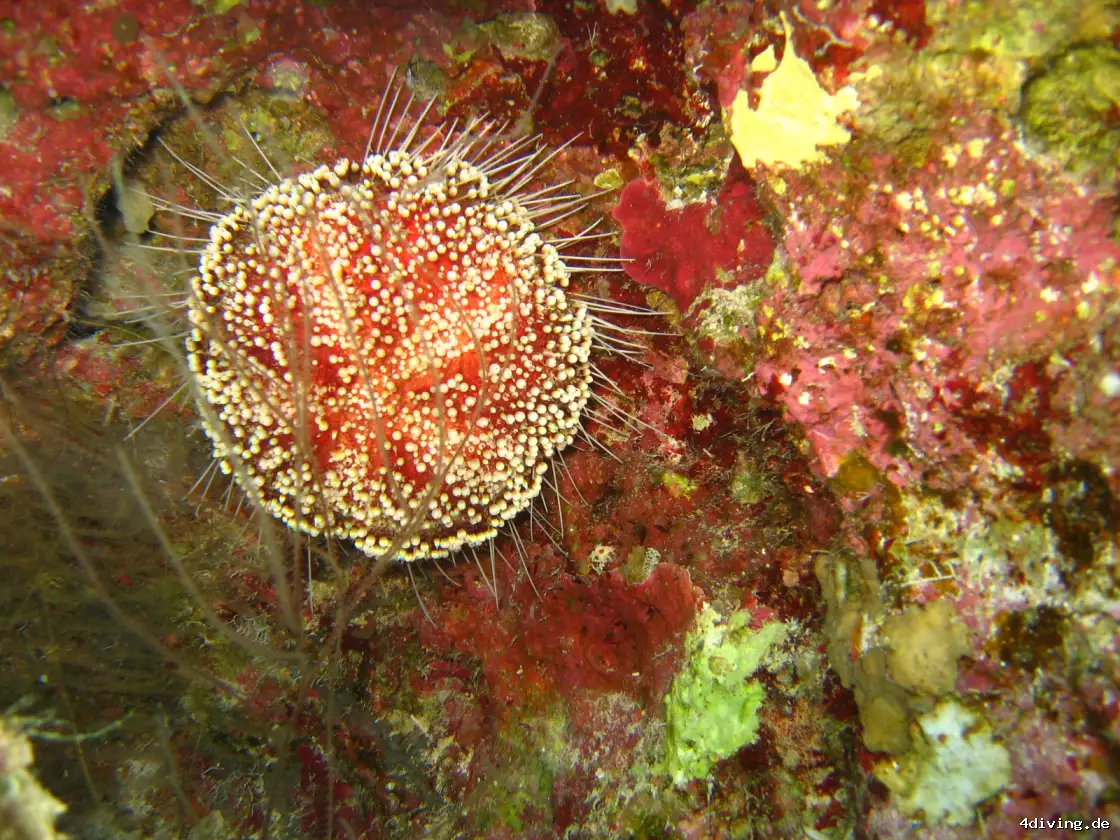 Tauchfoto el-gouna-23