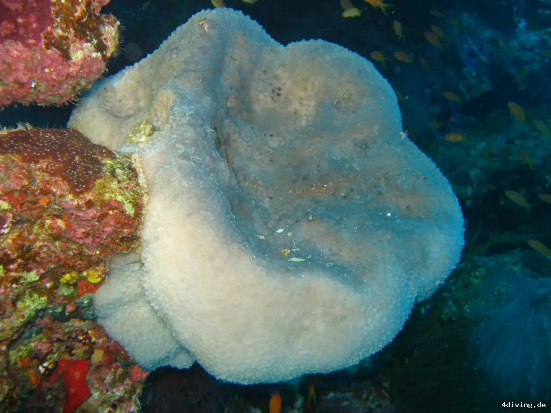 Tauchfoto el-gouna-24