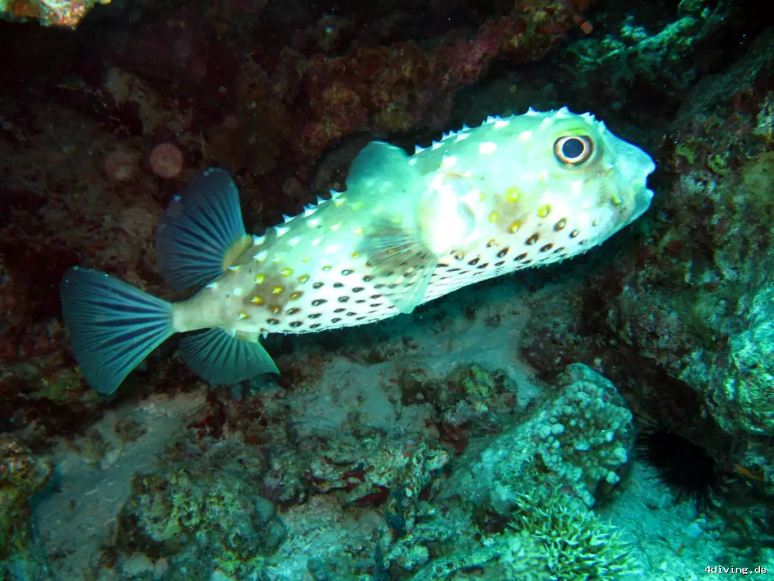 Tauchfoto el-gouna-25