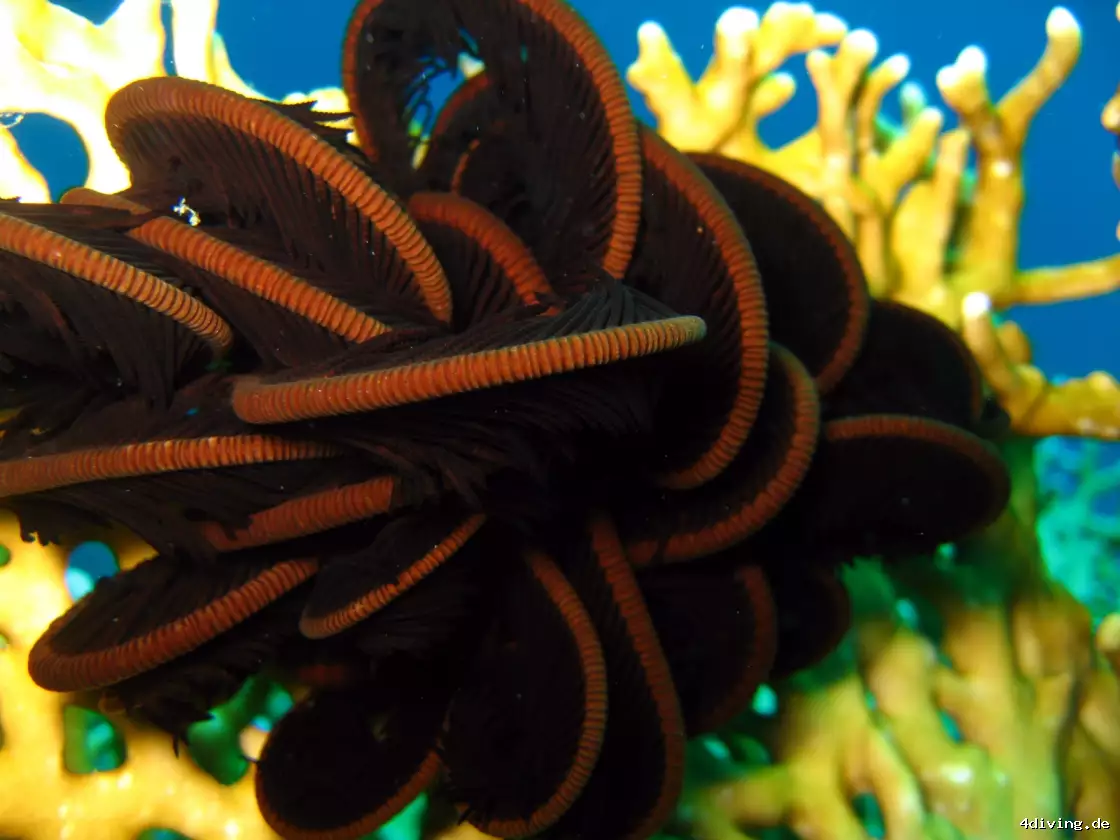 Tauchfoto el-gouna-26