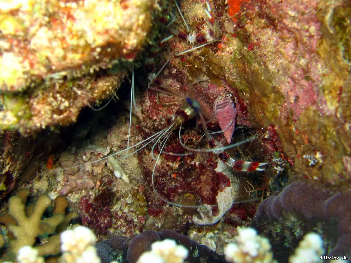 Tauchfoto el-gouna-27