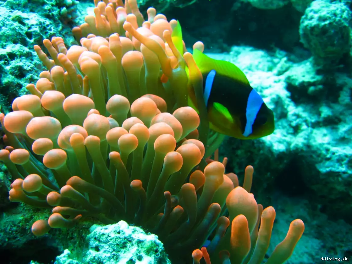 Tauchfoto el-gouna-29