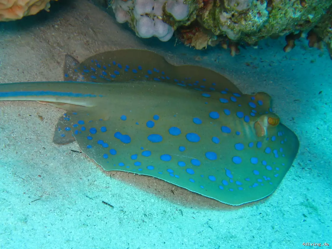 Tauchfoto el-gouna-30