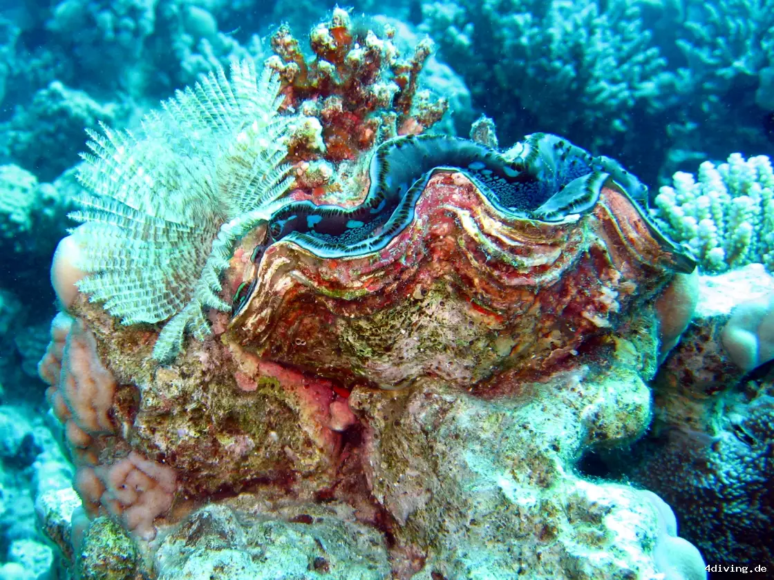 Tauchfoto el-gouna-31