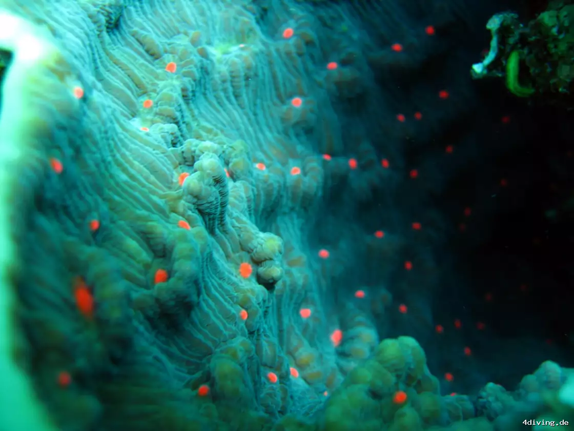 Tauchfoto el-gouna-32