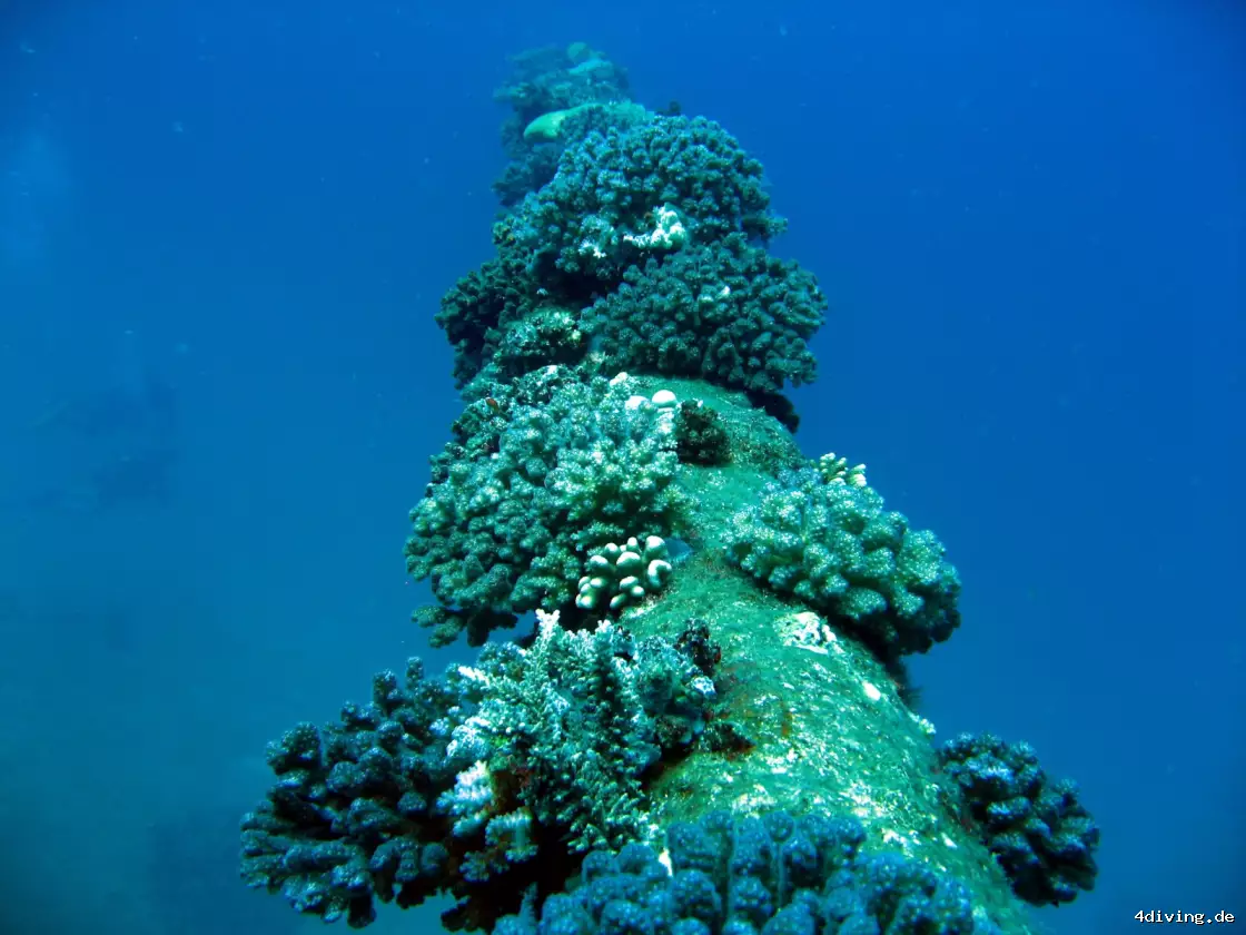 Tauchfoto el-gouna-34