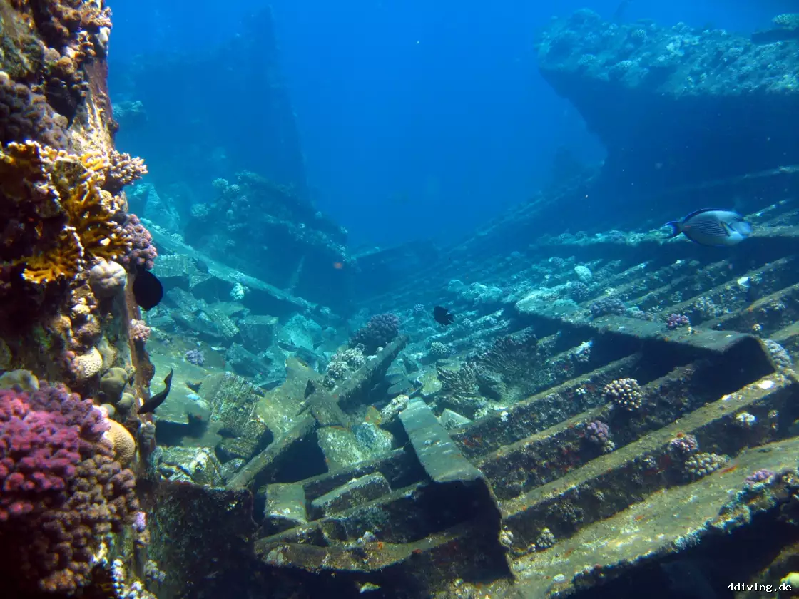Tauchfoto el-gouna-37