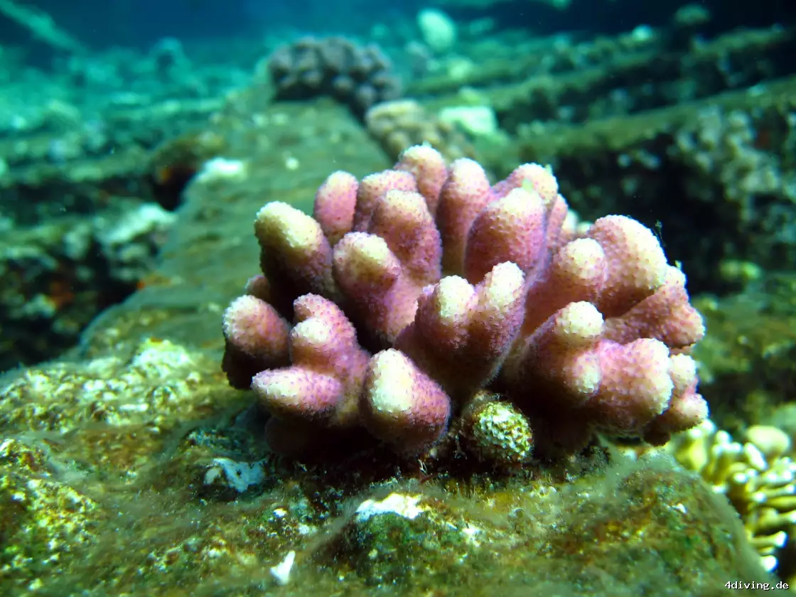 Tauchfoto el-gouna-38