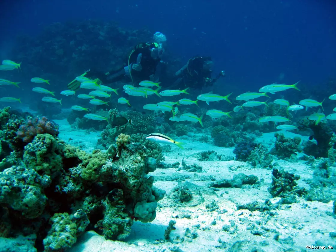 Tauchfoto el-gouna-39