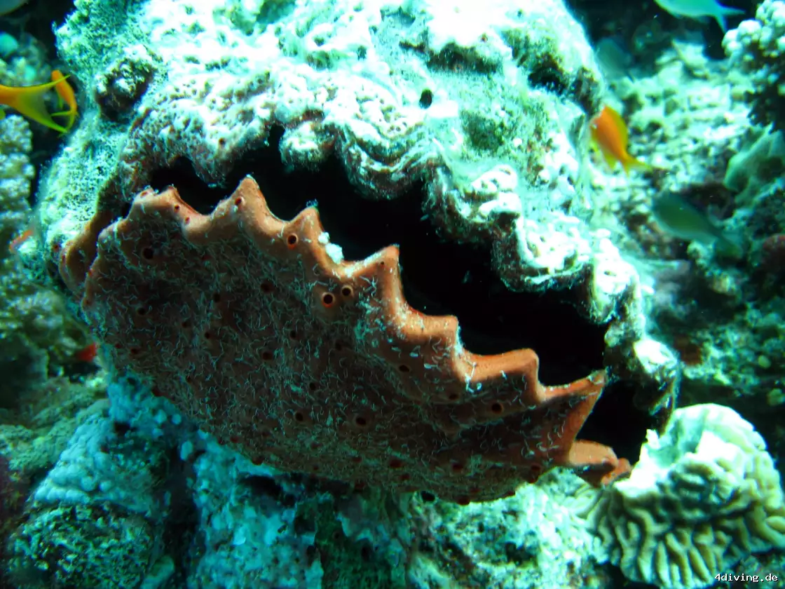 Tauchfoto el-gouna-40