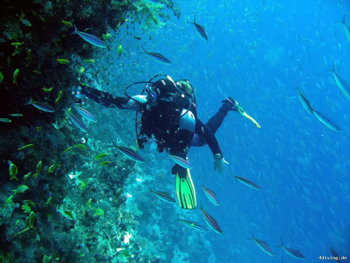 Tauchfoto el-gouna-42