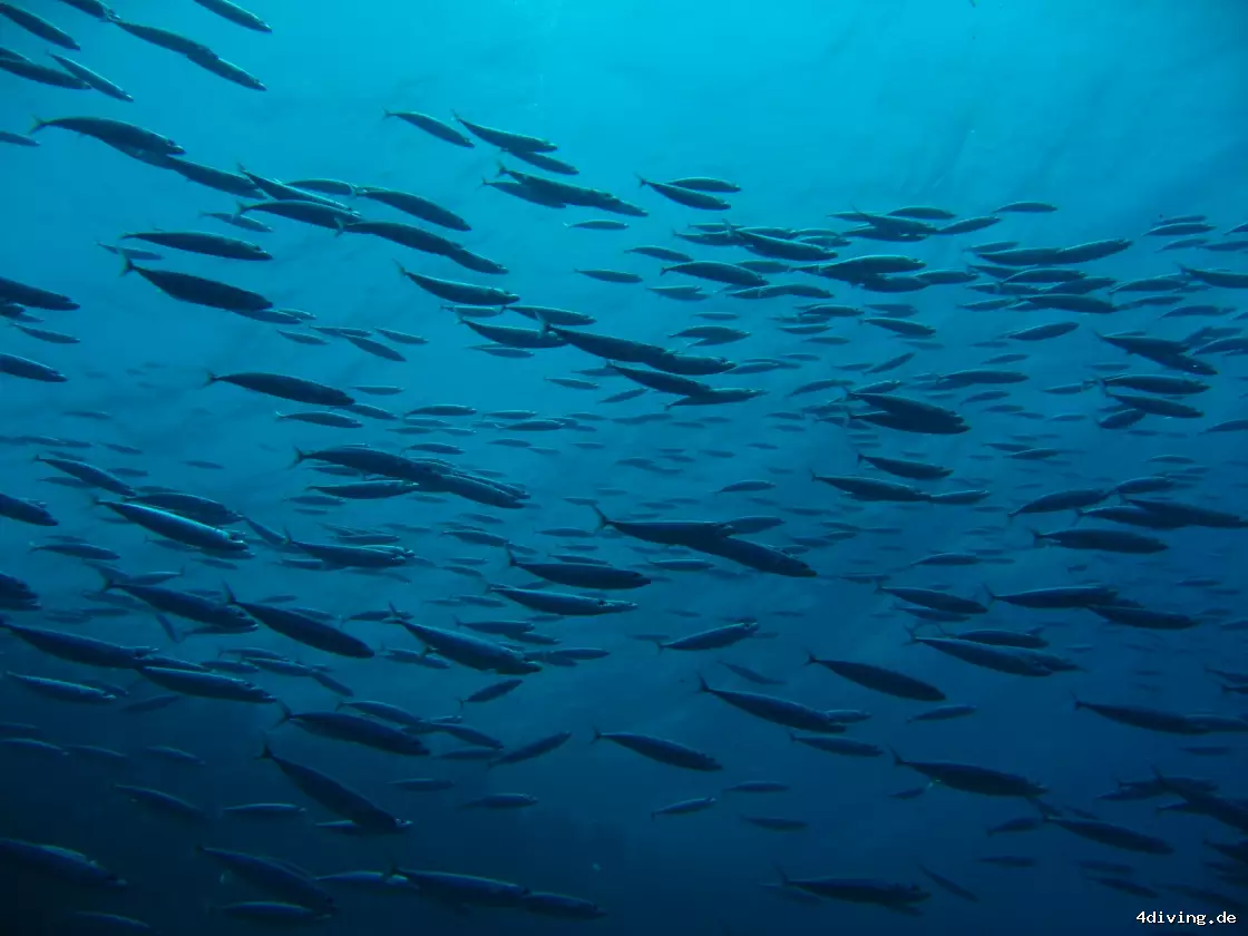 Tauchfoto el-gouna-43