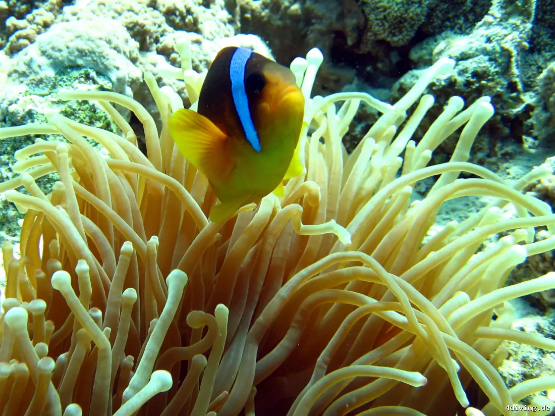 Tauchfoto el-gouna-44