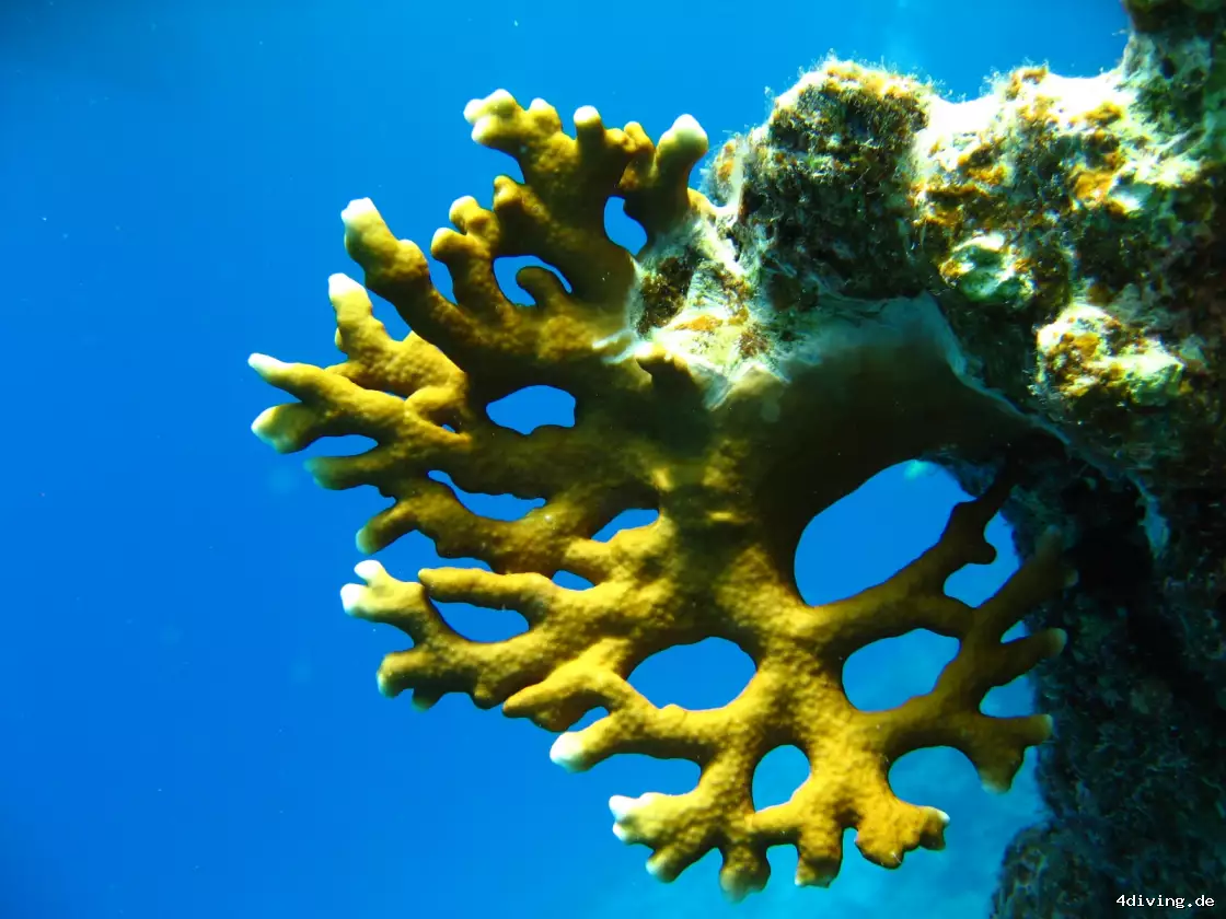 Tauchfoto marsa-alam-03