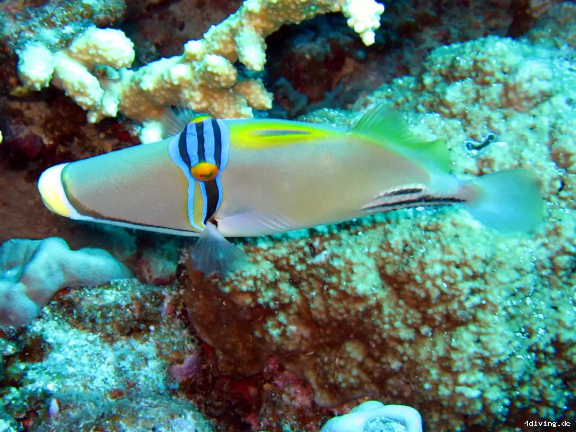 Tauchfoto marsa-alam-05