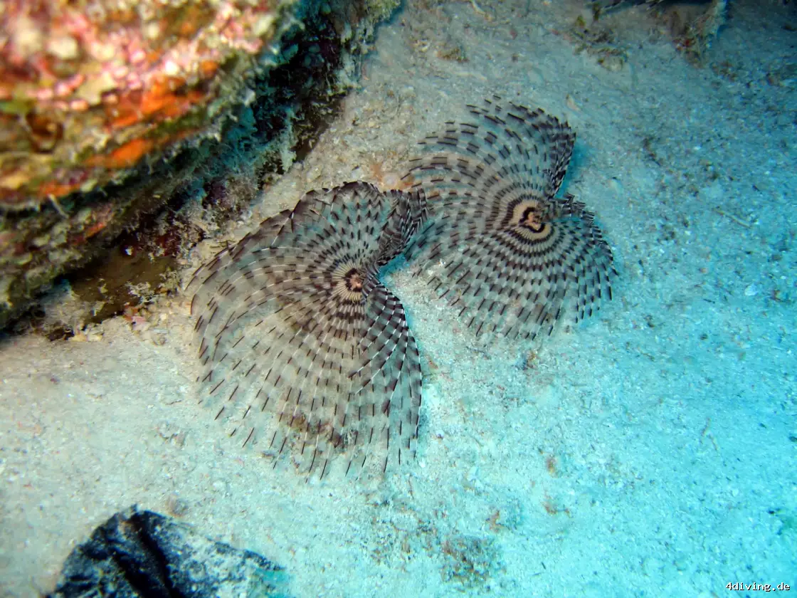 Tauchfoto marsa-alam-09