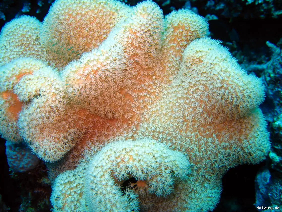 Tauchfoto marsa-alam-10