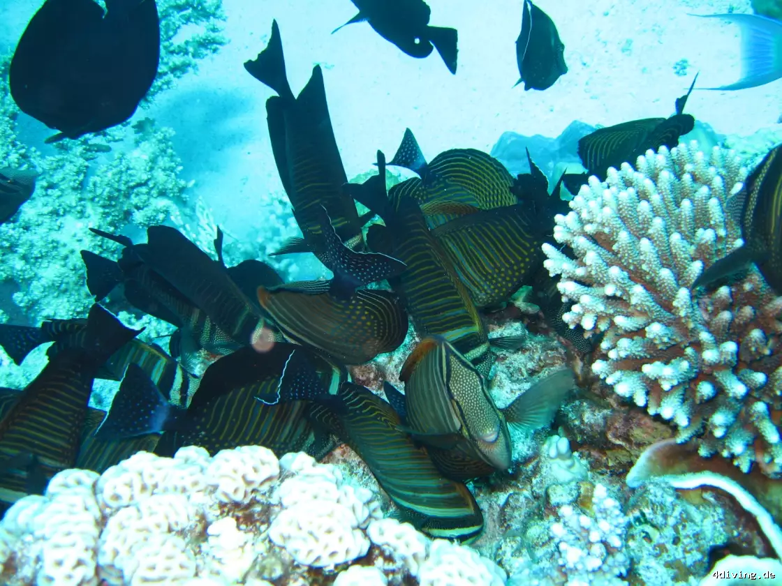 Tauchfoto marsa-alam-11