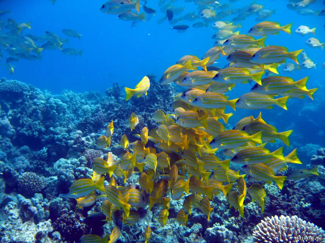 Tauchfoto marsa-alam-13