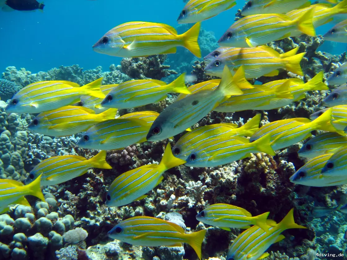 Tauchfoto marsa-alam-14