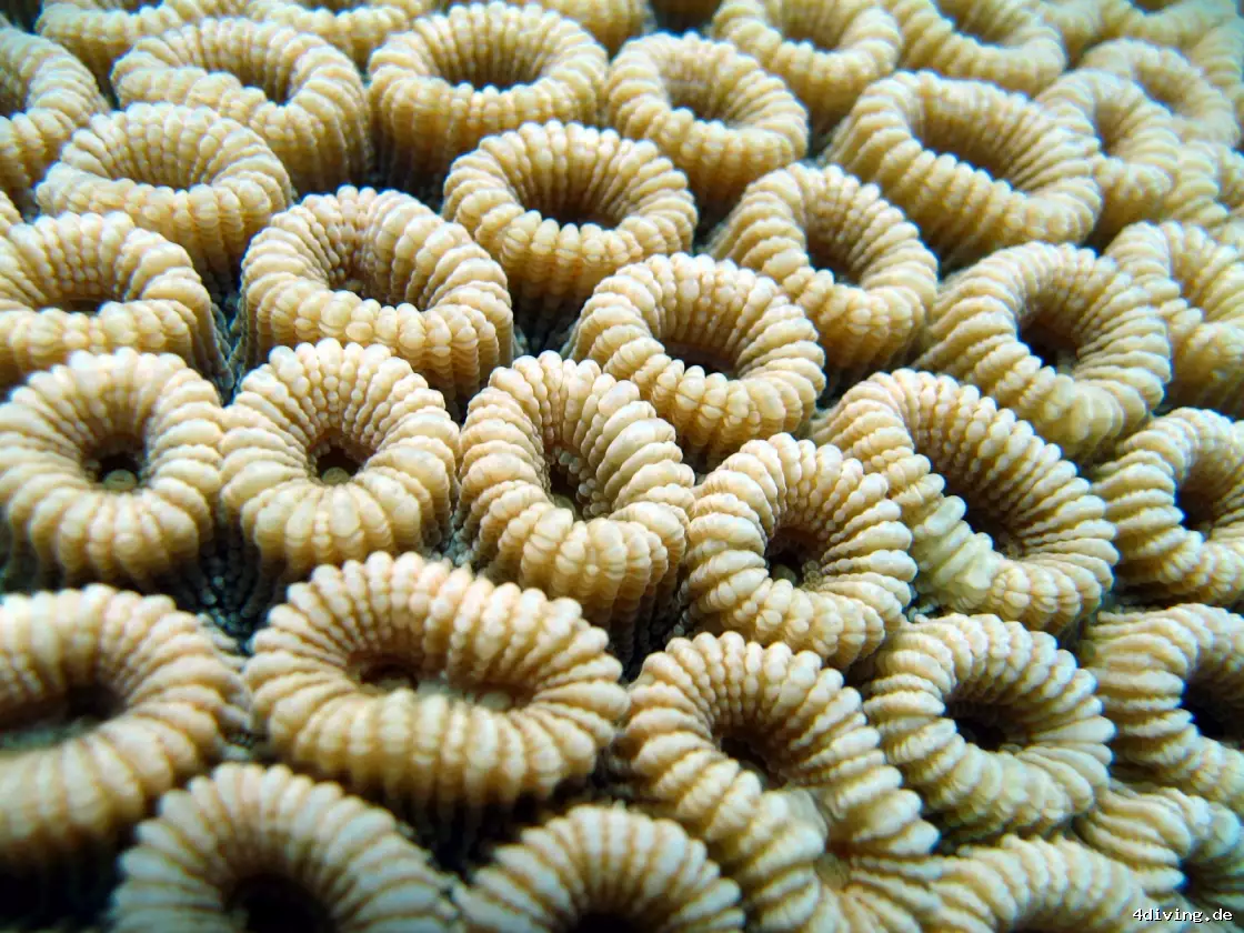 Tauchfoto marsa-alam-15