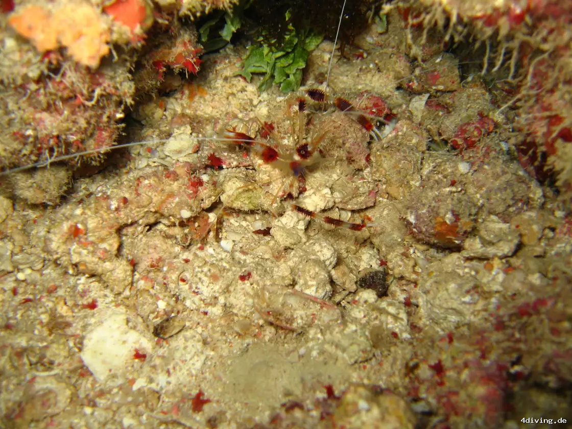 Tauchfoto marsa-alam-18