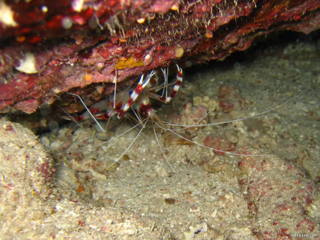 Tauchfoto marsa-alam-20