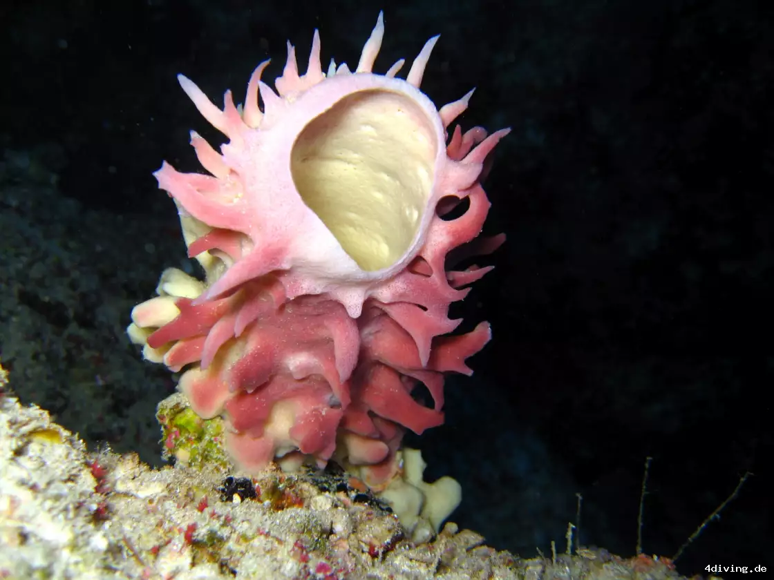 Tauchfoto marsa-alam-21