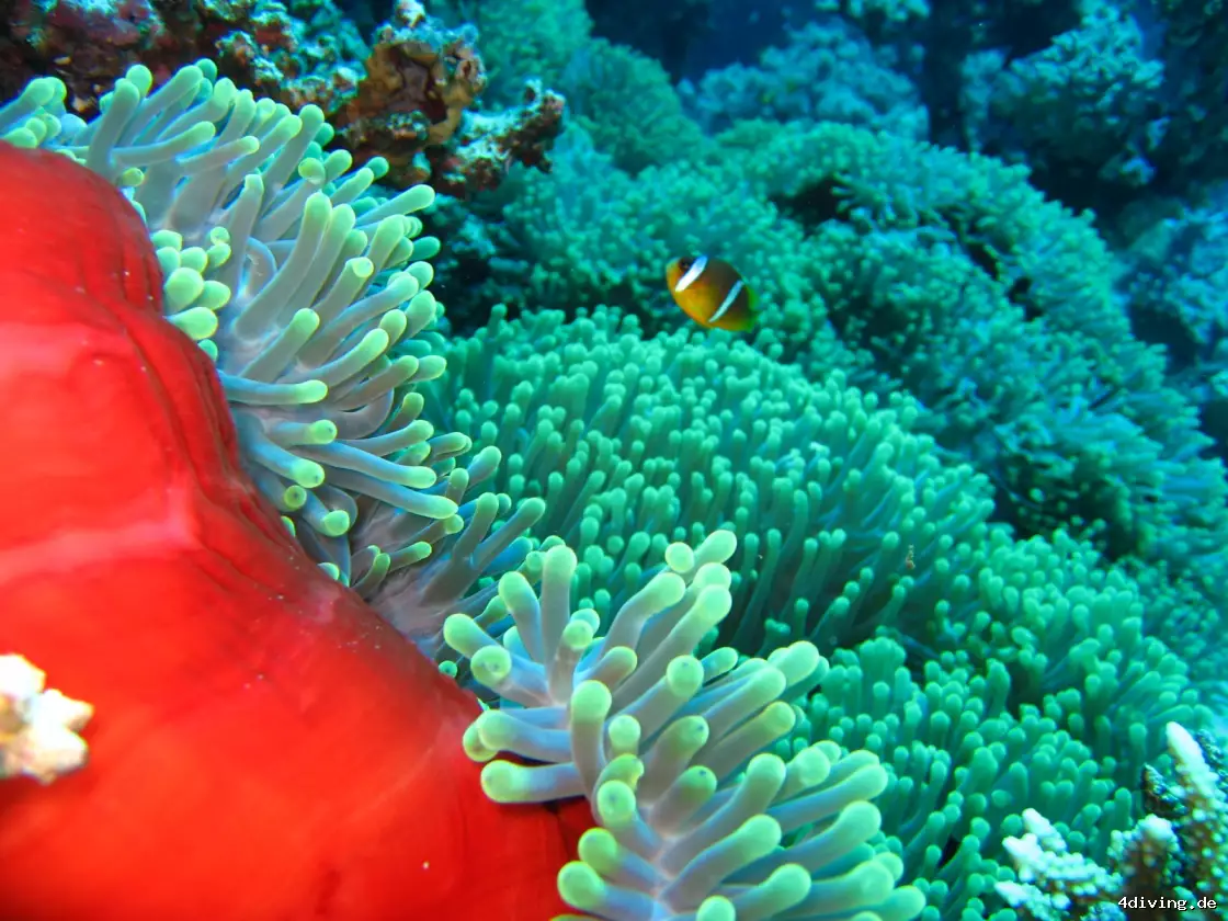 Tauchfoto marsa-alam-23