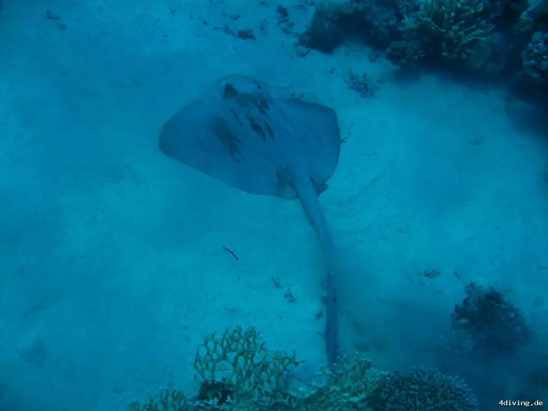 Tauchfoto marsa-alam-24