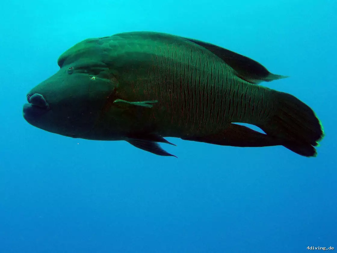 Tauchfoto marsa-alam-25