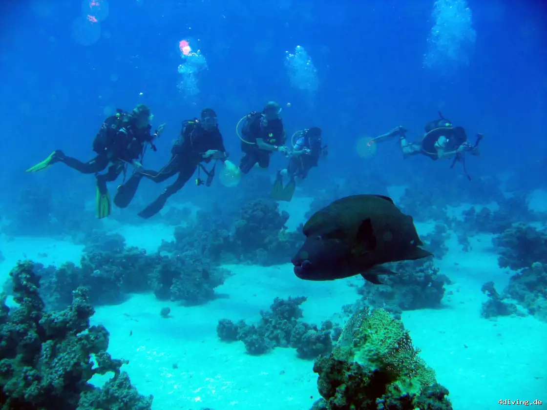 Tauchfoto marsa-alam-26
