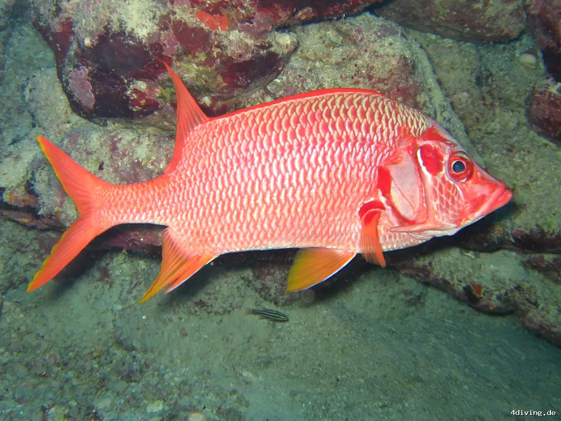 Tauchfoto marsa-alam-28