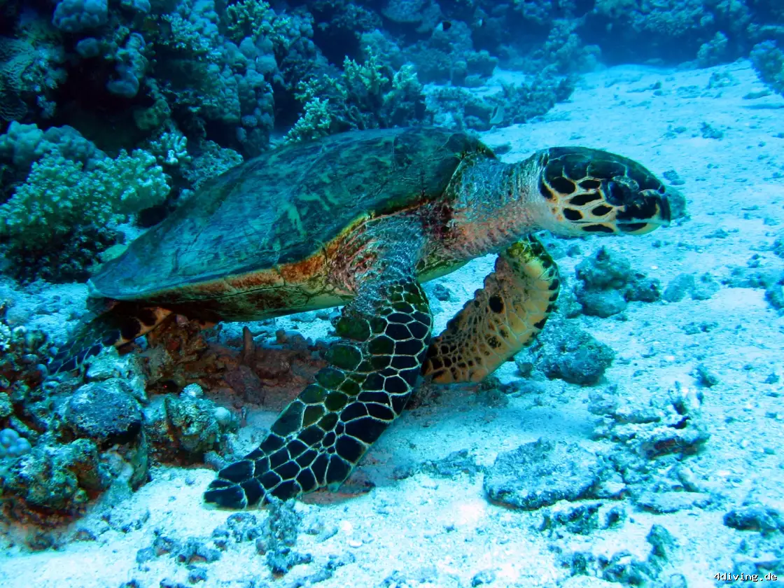 Tauchfoto marsa-alam-30