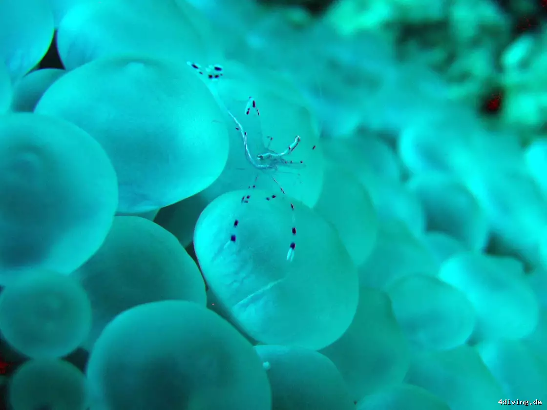 Tauchfoto marsa-alam-31